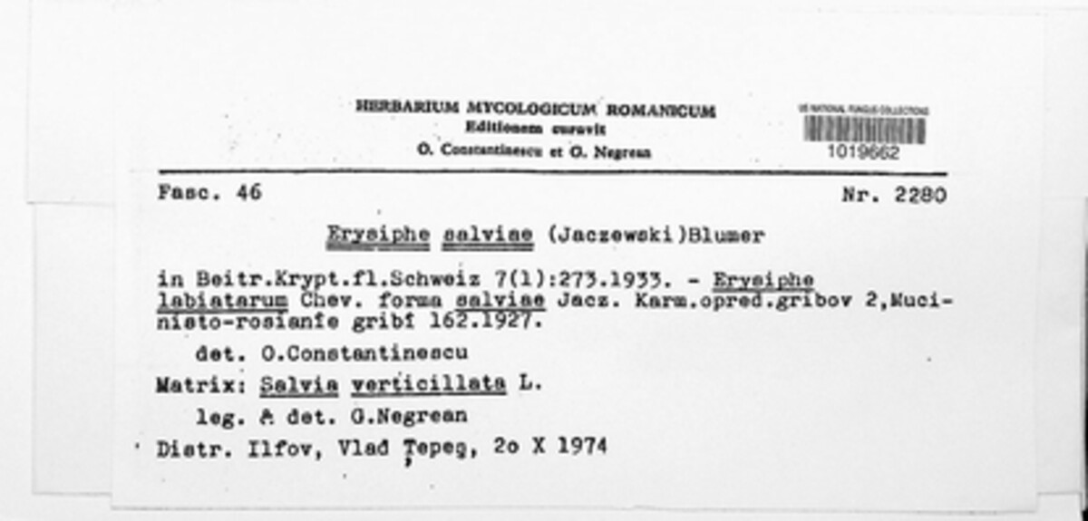 Golovinomyces salviae image